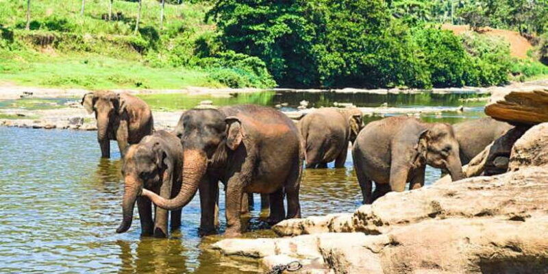 from-colombo-kandy-pinnawala-and-tea-factory-full-day-trip-2
