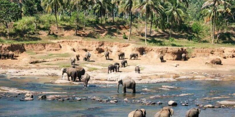 From Colombo: Kandy, Pinnawala and Tea Factory Full-Day Trip - Key Points