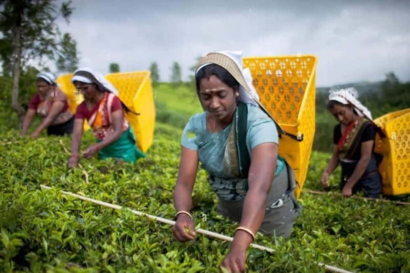 From Colombo: Kandy, Pinnawala and Tea Factory Full-Day Trip - Who Will Love This Tour?