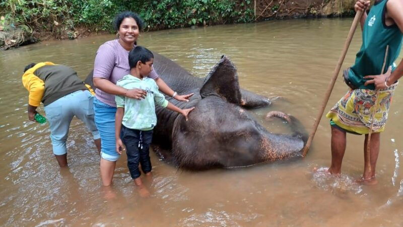 from-colombo-kandy-pinnawala-tea-factory-full-day-trip