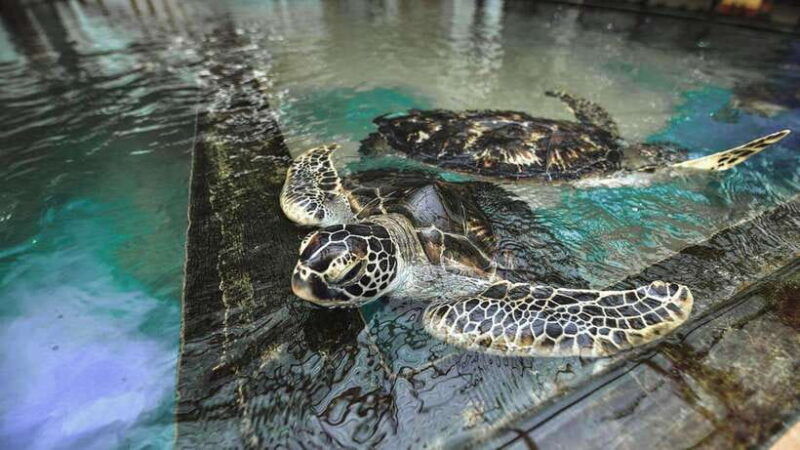 from-colombo-madu-river-safari-turtles-galle-fort