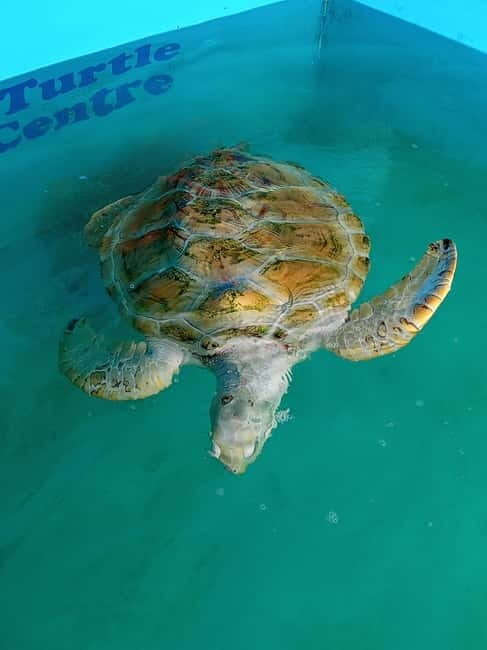 From Colombo/Negombo: Galle, Madu River, and Turtle Hatchery - From Colombo/Negombo: Galle, Madu River, and Turtle Hatchery — A Detailed Review