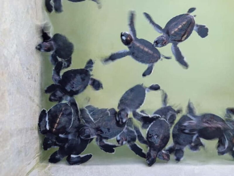 From Colombo/Negombo: Galle, Madu River, and Turtle Hatchery - Key Points