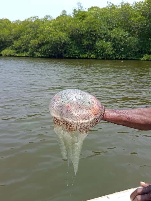 From Colombo/Negombo: Galle, Madu River, and Turtle Hatchery - Practical Details and What to Expect