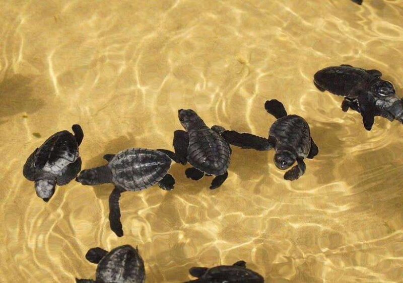 from-colombo-negombo-galle-madu-river-and-turtle-hatchery