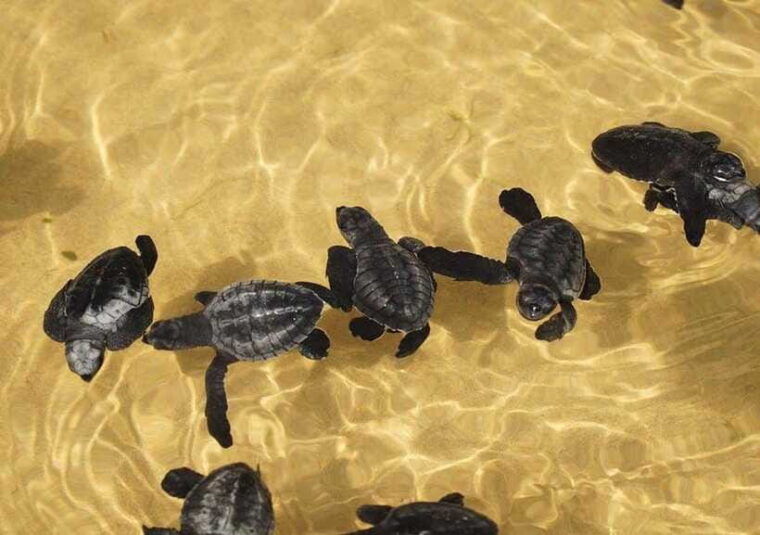 from-colombo-negombo-galle-madu-river-and-turtle-hatchery