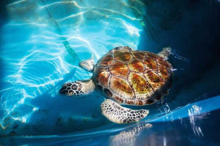 from-colombo-negombo-galle-madu-river-and-turtle-hatchery