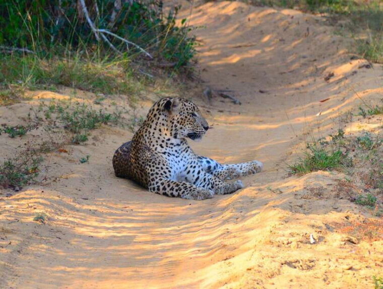 from-colombo-negombo-wilpattu-national-park-4x4-safari-tour