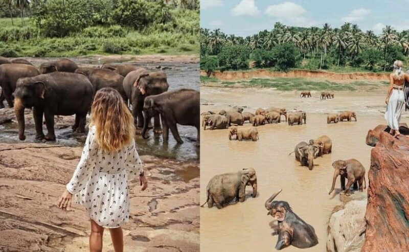 From Colombo: Pinnawala & Tea factory with Kandy Hotel Drop - Key Points  