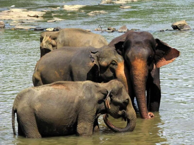 From Colombo: Pinnawala & Tea factory with Kandy Hotel Drop - Who Will Love This Tour?  