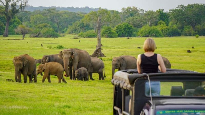 From Colombo: Private 2-Day Trip Dambulla, Sigiriya & Safari - What to Expect and Practical Details