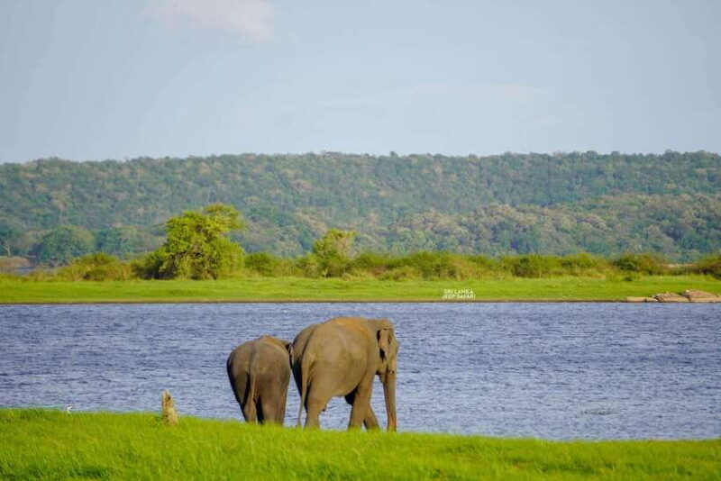 From Colombo: Private 2-Day Trip Dambulla, Sigiriya & Safari - The Sum Up