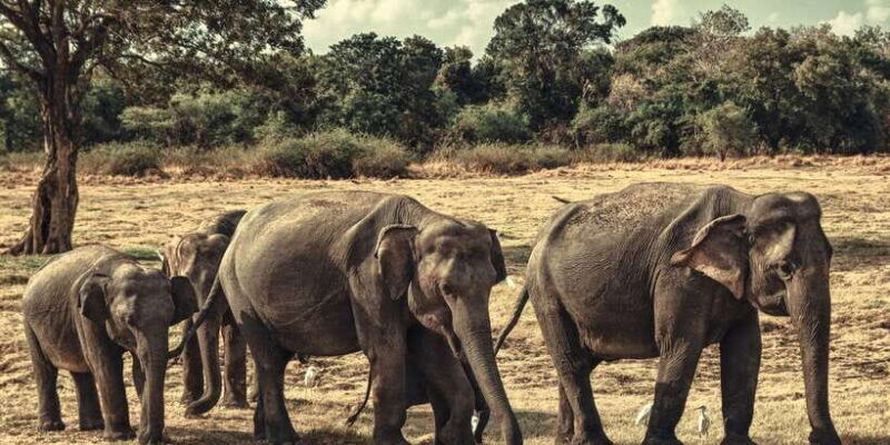 from-colombo-private-minneriya-national-park-day-safari
