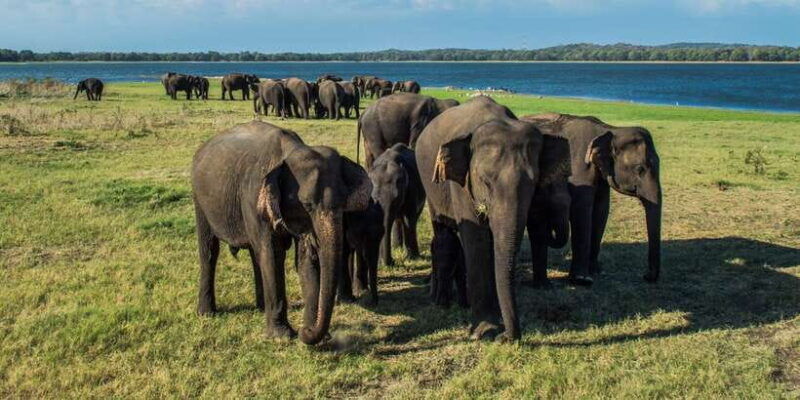 from-colombo-private-minneriya-national-park-day-safari