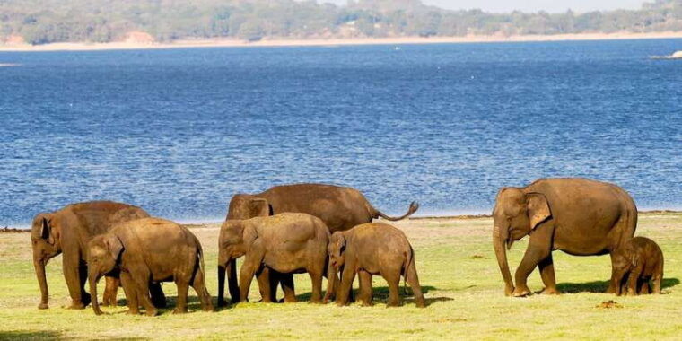 from-colombo-private-minneriya-national-park-day-safari