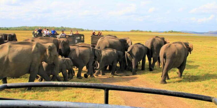 from-colombo-private-minneriya-national-park-day-safari