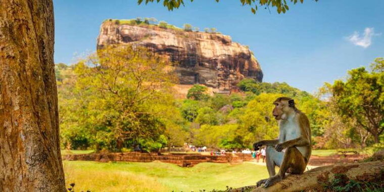 from-colombo-sigiriya-and-dambulla-day-trip-and-safari
