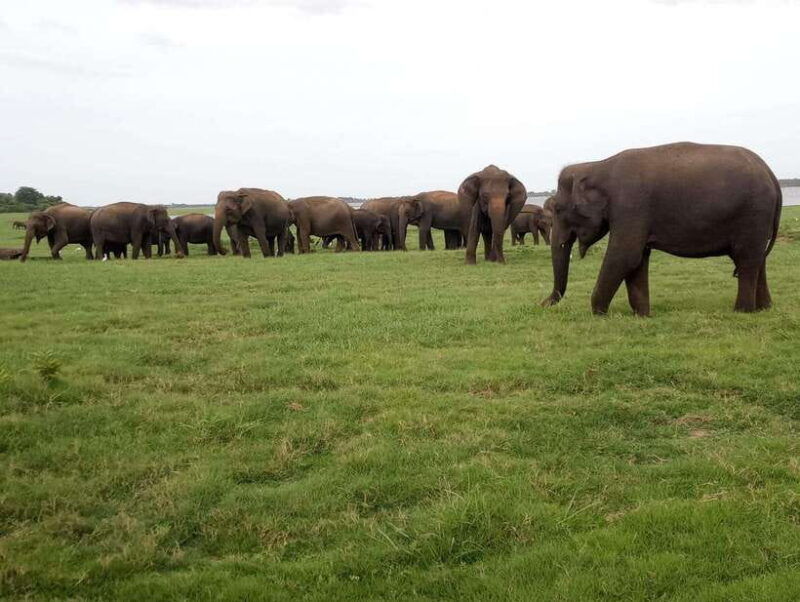 from-colombo-sigiriya-dambulla-safari-day-tour