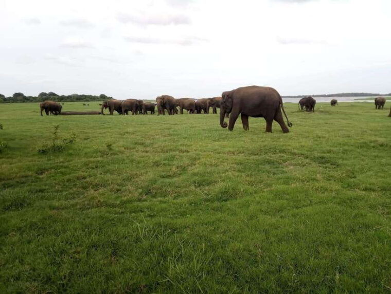 from-colombo-sigiriya-dambulla-safari-day-tour