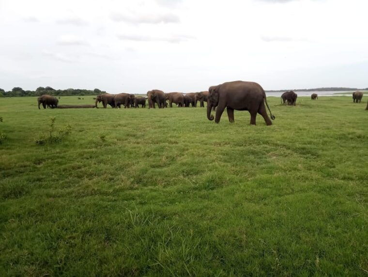 from-colombo-sigiriya-dambulla-safari-day-tour