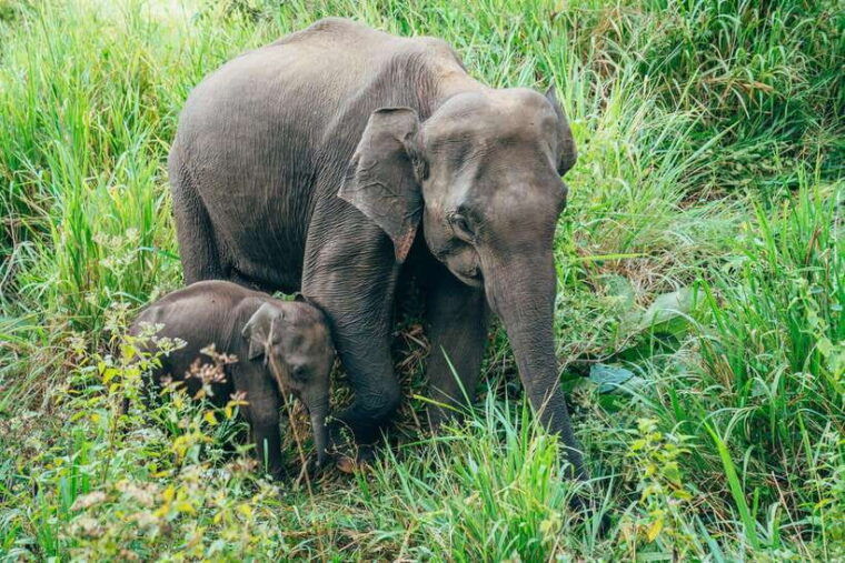 from-colombo-sigiriya-rock-dambulla-minneriya-safari