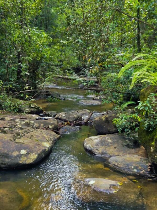 From Colombo: Sinharaja Kithul Toddy Tasting & Stream Bath - Practical Details: What You Need to Know