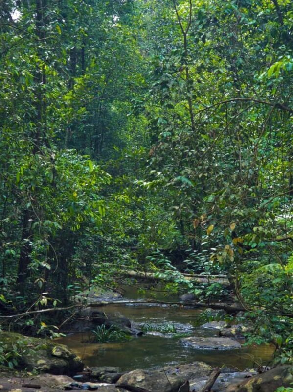 From Colombo: Sinharaja Kithul Toddy Tasting & Stream Bath - Authenticity in Every Step
