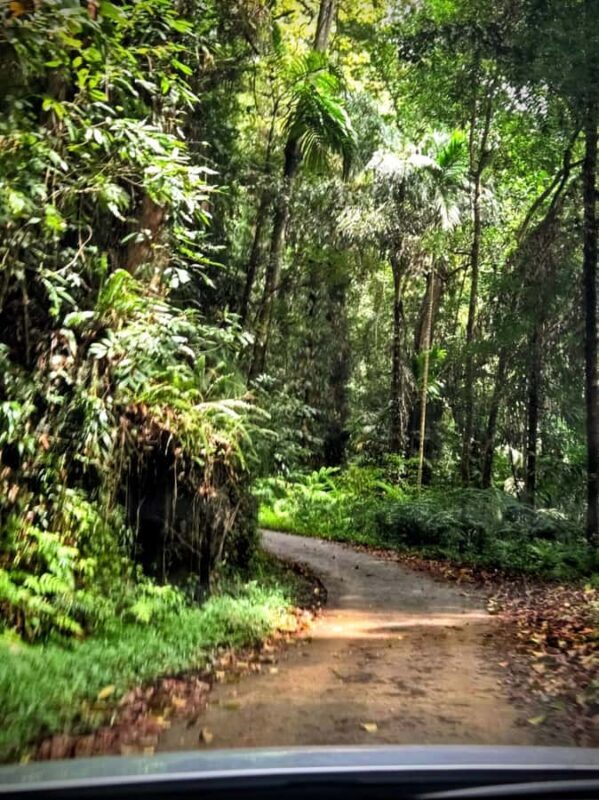 From Colombo: Sinharaja Kithul Toddy Tasting & Stream Bath - Final Thoughts
