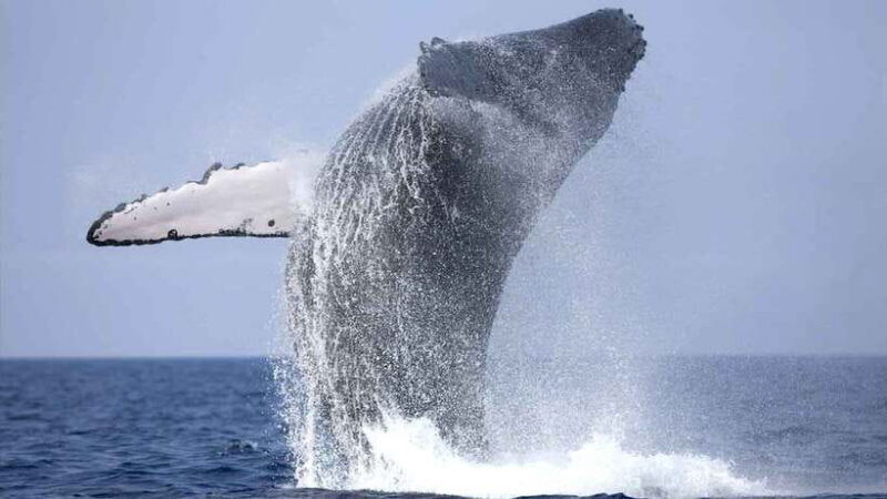 from-colombo-whale-watching-tour-with-breakfast-transfers