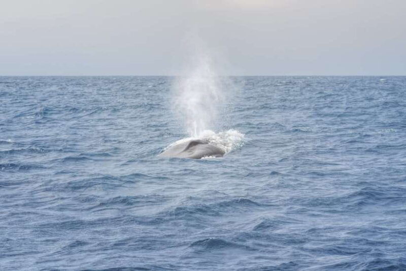 from-colombo-whale-watching-tour-with-breakfast-transfers