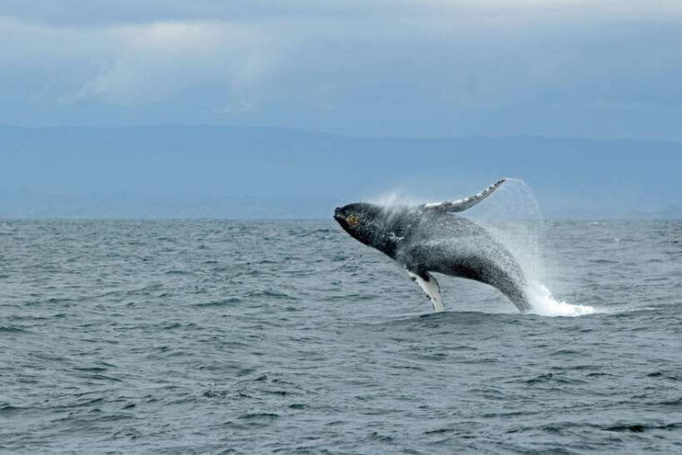 from-colombo-whale-watching-tour-with-breakfast-transfers