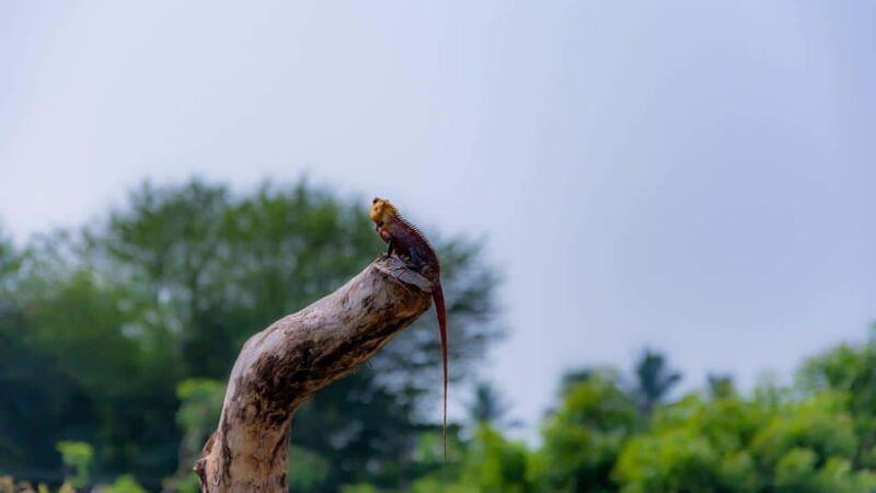 from-colombo-yala-national-park-galle-mirissa-2-day-tour