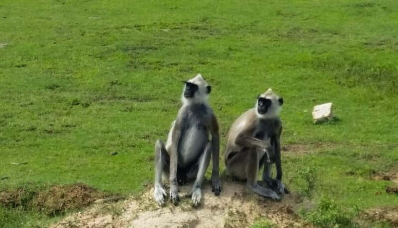 From Colombo: Yala National Park Private Jeep Safari - The Sum Up: Is It Worth It?  