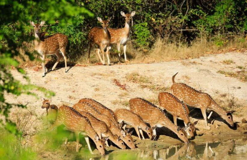 from-colombo-yala-national-park-safari-with-tickets