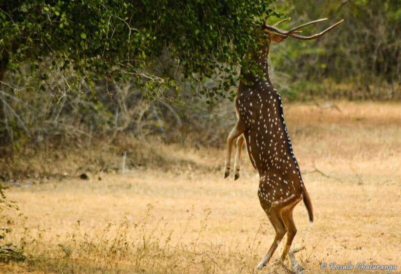 from-colombo-yala-national-park-safari-with-tickets