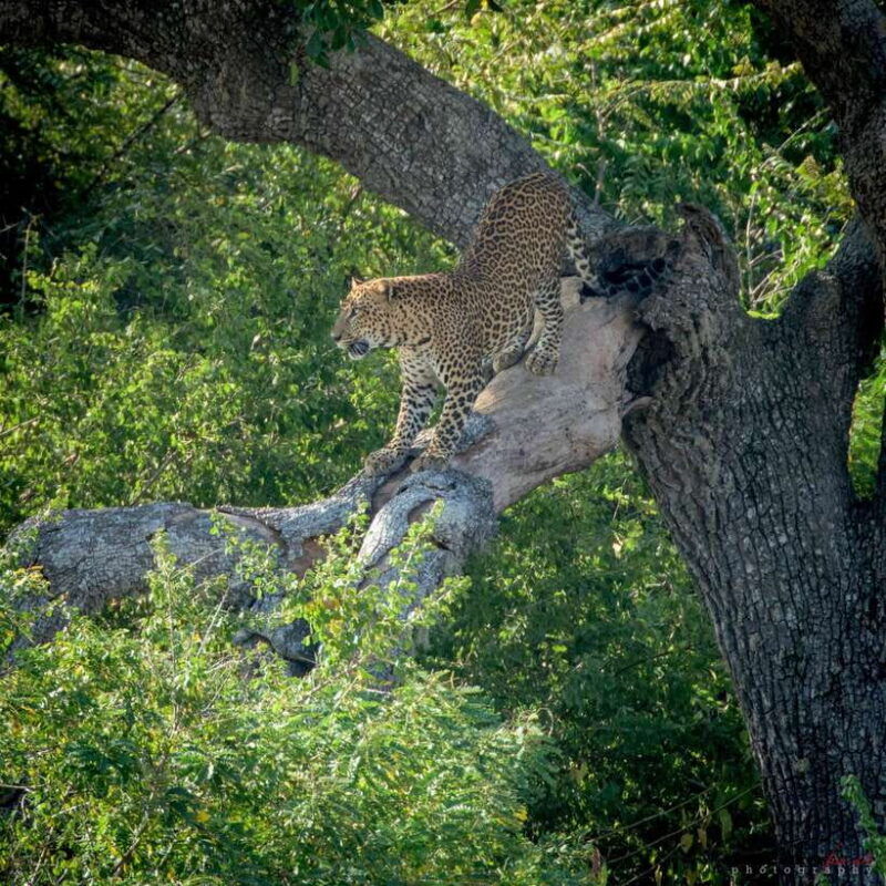 from-colombo-yala-national-park-safari-with-tickets