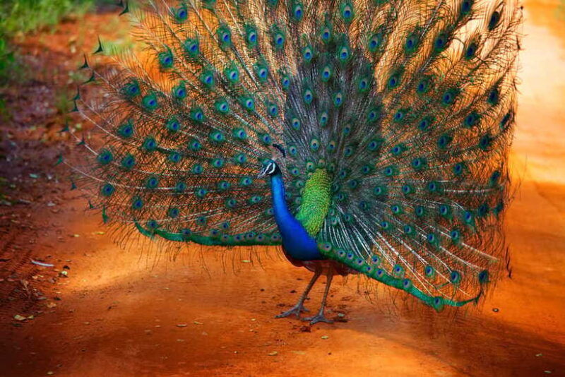 from-colombo-yala-national-park-safari-with-tickets