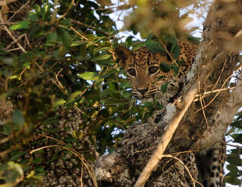 from-colombo-yala-national-park-safari-with-tickets
