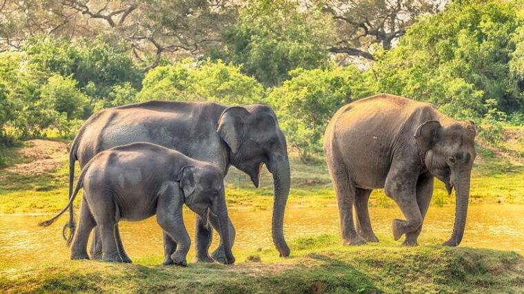from-colombo-yala-national-park-safari-with-tickets