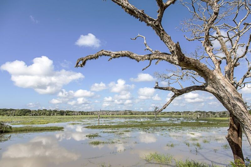 from-colombo-yala-national-park-safari-with-transfer-2