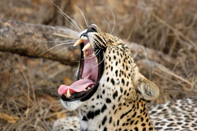 from-colombo-yala-national-park-safari-with-transfer-2