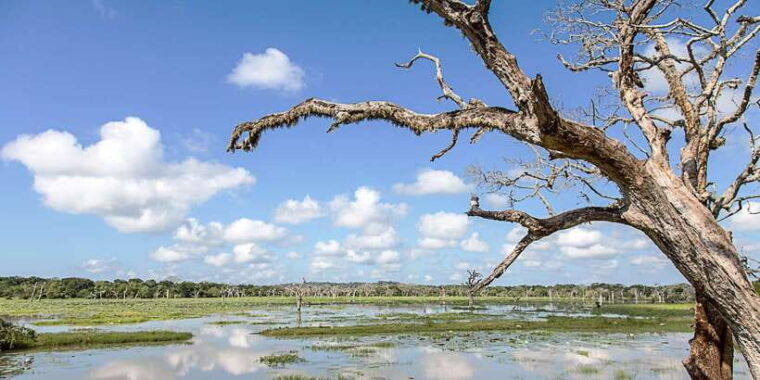 from-colombo-yala-national-park-safari-with-transfer-2