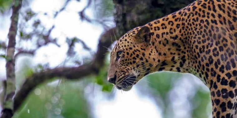 from-colombo-yala-national-park-safari-with-transfer-2