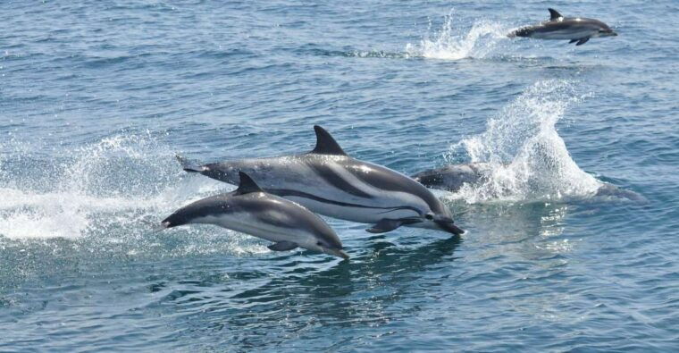 from-costa-del-sol-gibraltar-dolphin-watching-by-boat