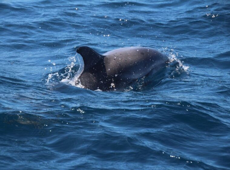 from-costa-del-sol-gibraltar-dolphin-watching-by-boat
