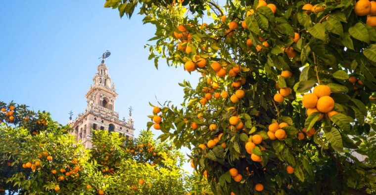 from-costa-del-sol-seville-day-trip
