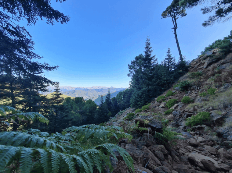 from-costa-del-sol-sierra-bermeja-private-hiking-tour