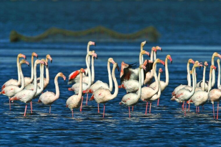 from-costa-dorada-peniscola-and-ebro-delta-sightseeing-tour