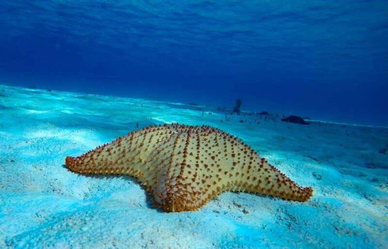 from-cozumel-3-reefs-boat-tour-with-drinks-and-snorkeling