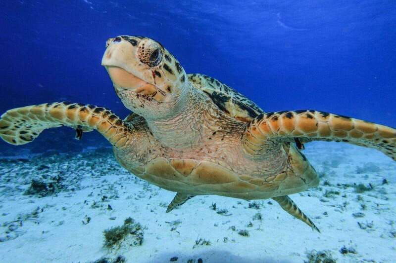 from-cozumel-3-reefs-boat-tour-with-drinks-and-snorkeling